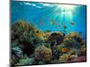 Coral Reef-Borisoff-Mounted Photographic Print