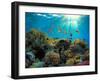 Coral Reef-Borisoff-Framed Photographic Print