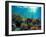 Coral Reef-Borisoff-Framed Photographic Print