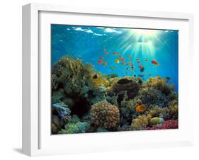 Coral Reef-Borisoff-Framed Photographic Print
