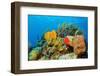 Coral Reef-AndamanSE-Framed Photographic Print