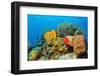 Coral Reef-AndamanSE-Framed Photographic Print