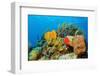 Coral Reef-AndamanSE-Framed Photographic Print