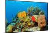 Coral Reef-AndamanSE-Mounted Photographic Print