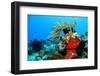 Coral Reef-AndamanSE-Framed Photographic Print