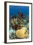 Coral Reef-johnanderson-Framed Photographic Print