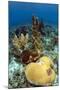 Coral Reef-johnanderson-Mounted Photographic Print