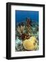 Coral Reef-johnanderson-Framed Photographic Print