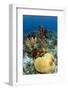 Coral Reef-johnanderson-Framed Photographic Print
