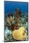 Coral Reef-johnanderson-Mounted Photographic Print