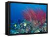 Coral Reefs, Papua, Indonesia-Michele Westmorland-Framed Stretched Canvas