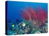 Coral Reefs, Papua, Indonesia-Michele Westmorland-Stretched Canvas