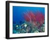 Coral Reefs, Papua, Indonesia-Michele Westmorland-Framed Photographic Print