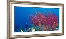 Coral Reefs, Papua, Indonesia-Michele Westmorland-Framed Photographic Print