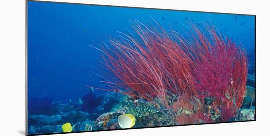 Coral Reefs, Papua, Indonesia-Michele Westmorland-Mounted Photographic Print