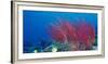 Coral Reefs, Papua, Indonesia-Michele Westmorland-Framed Photographic Print