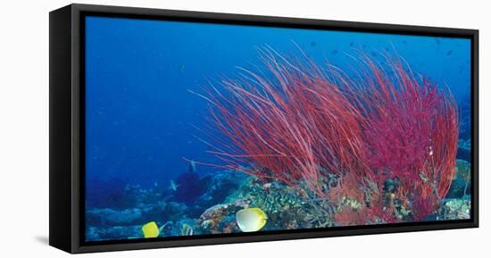 Coral Reefs, Papua, Indonesia-Michele Westmorland-Framed Stretched Canvas