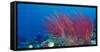 Coral Reefs, Papua, Indonesia-Michele Westmorland-Framed Stretched Canvas