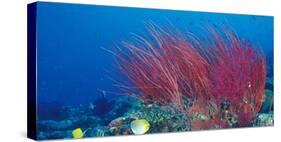 Coral Reefs, Papua, Indonesia-Michele Westmorland-Stretched Canvas