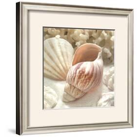 Coral Shell II-Donna Geissler-Framed Art Print