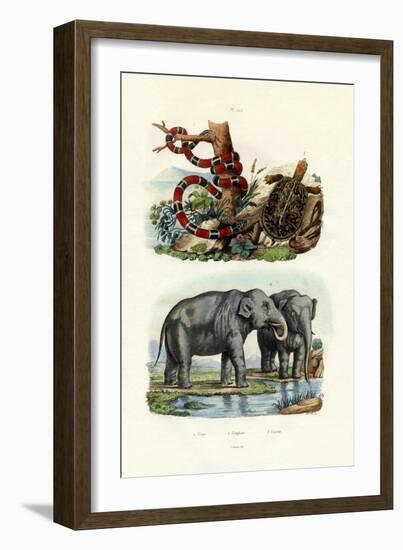 Coral Snake, 1833-39-null-Framed Giclee Print