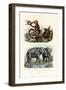 Coral Snake, 1833-39-null-Framed Giclee Print