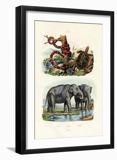 Coral Snake, 1833-39-null-Framed Giclee Print