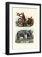 Coral Snake, 1833-39-null-Framed Giclee Print