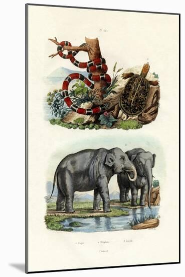 Coral Snake, 1833-39-null-Mounted Giclee Print