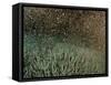 Coral Spawning-null-Framed Stretched Canvas