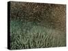Coral Spawning-null-Stretched Canvas