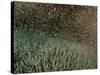 Coral Spawning-null-Stretched Canvas