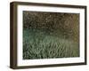 Coral Spawning-null-Framed Photographic Print