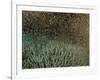 Coral Spawning-null-Framed Photographic Print