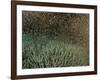 Coral Spawning-null-Framed Photographic Print