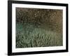 Coral Spawning-null-Framed Photographic Print