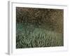 Coral Spawning-null-Framed Photographic Print