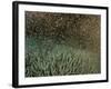 Coral Spawning-null-Framed Photographic Print