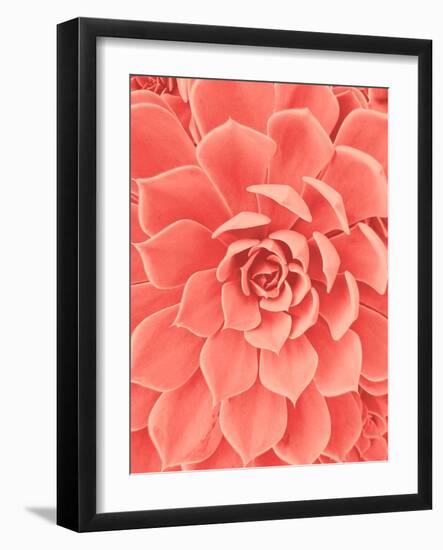 Coral Succulent-Urban Epiphany-Framed Photographic Print