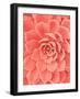 Coral Succulent-Urban Epiphany-Framed Photographic Print