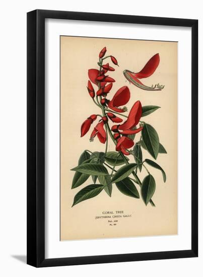 Coral Tree, Erythrina Crista-Galli.-Désiré Georges Jean Marie Bois-Framed Giclee Print