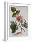 Coral Tree (Pencil and W/C)-Georg Dionysius Ehret-Framed Giclee Print