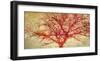 Coral Tree-Alessio Aprile-Framed Art Print
