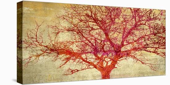 Coral Tree-Alessio Aprile-Stretched Canvas