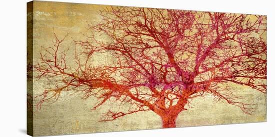 Coral Tree-Alessio Aprile-Stretched Canvas