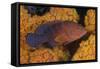 Coral Trout Fish and Coral, Raja Ampat, Papua, Indonesia-Jaynes Gallery-Framed Stretched Canvas