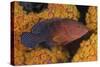 Coral Trout Fish and Coral, Raja Ampat, Papua, Indonesia-Jaynes Gallery-Stretched Canvas