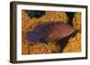 Coral Trout Fish and Coral, Raja Ampat, Papua, Indonesia-Jaynes Gallery-Framed Photographic Print