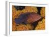 Coral Trout Fish and Coral, Raja Ampat, Papua, Indonesia-Jaynes Gallery-Framed Photographic Print