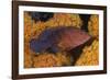 Coral Trout Fish and Coral, Raja Ampat, Papua, Indonesia-Jaynes Gallery-Framed Photographic Print